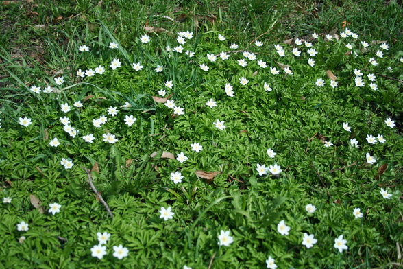 FRÜHLING MONDSEE AB 4.APRIL.2009 - 