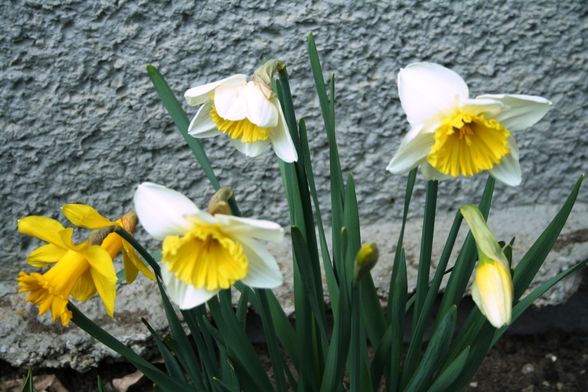 FRÜHLING MONDSEE AB 4.APRIL.2009 - 