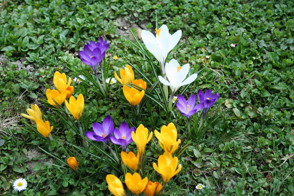 FRÜHLING MONDSEE AB 4.APRIL.2009 - 