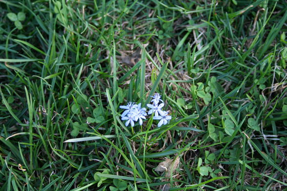 FRÜHLING MONDSEE AB 4.APRIL.2009 - 