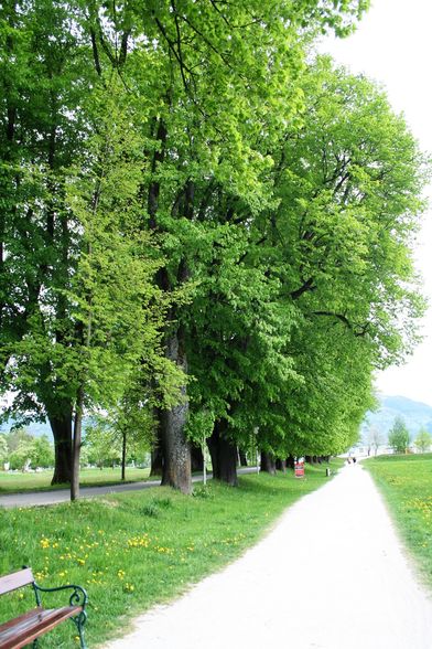 FRÜHLING MONDSEE 28 APRIL 09 - 