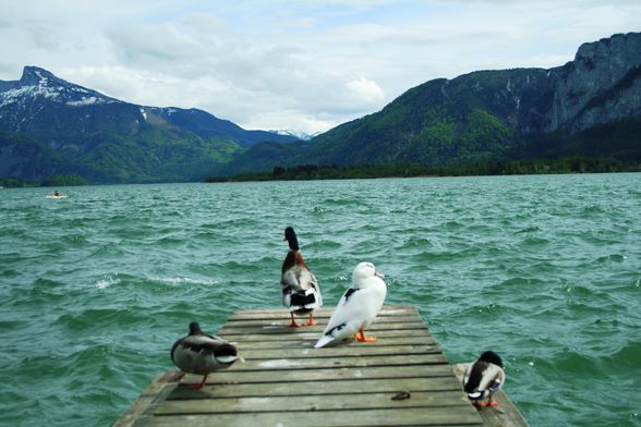 FRÜHLING MONDSEE 28 APRIL 09 - 