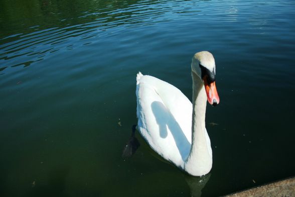 FAST SOMMER IN MONDSEE 7.5.09 - 