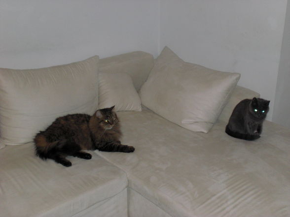 meine katzen duke und sofie - 