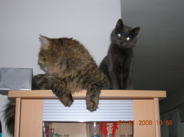 meine katzen duke und sofie - 