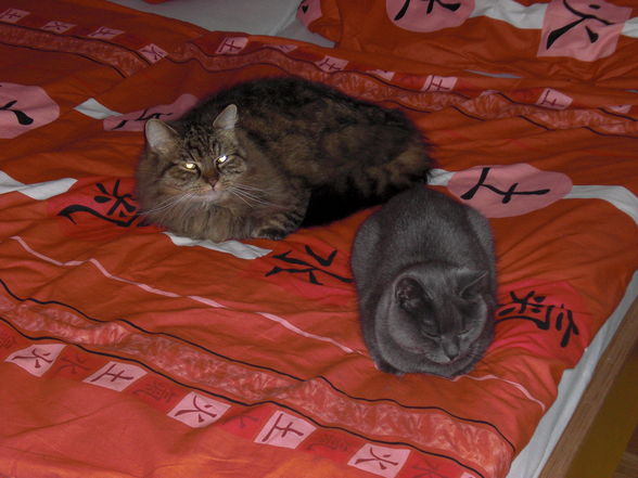 meine katzen duke und sofie - 