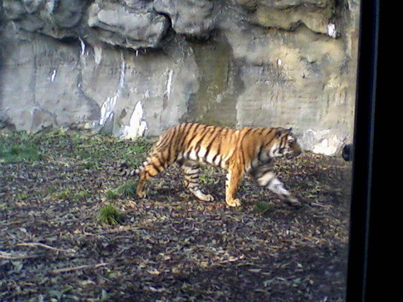 Tierpark Schmiding - 