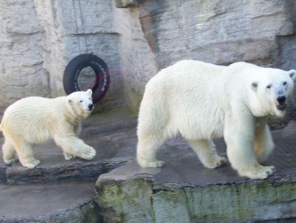 eisbär in sicht *gg* - 