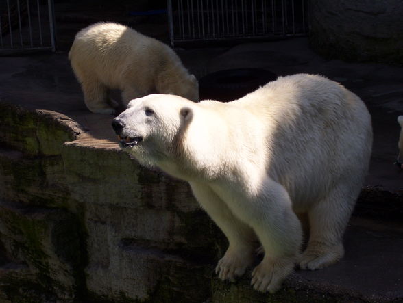 eisbär in sicht *gg* - 