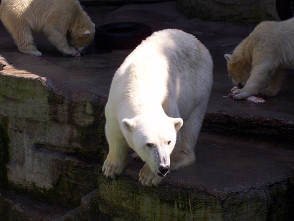 eisbär in sicht *gg* - 