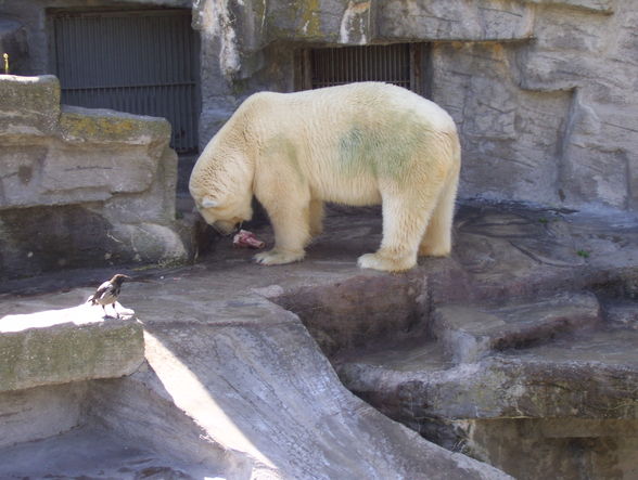 eisbär in sicht *gg* - 