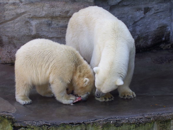 eisbär in sicht *gg* - 