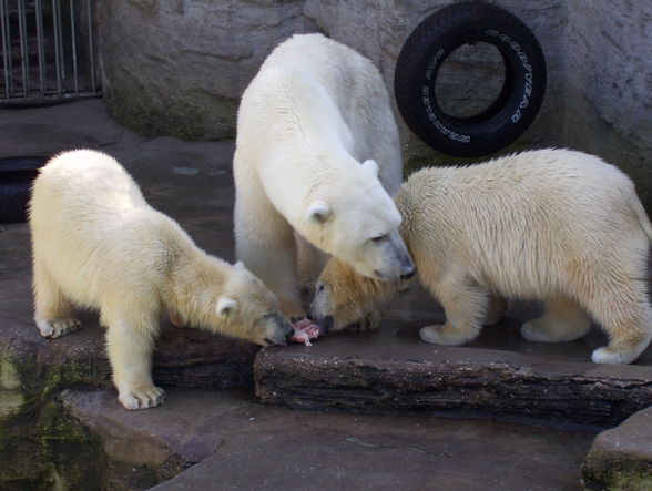 eisbär in sicht *gg* - 