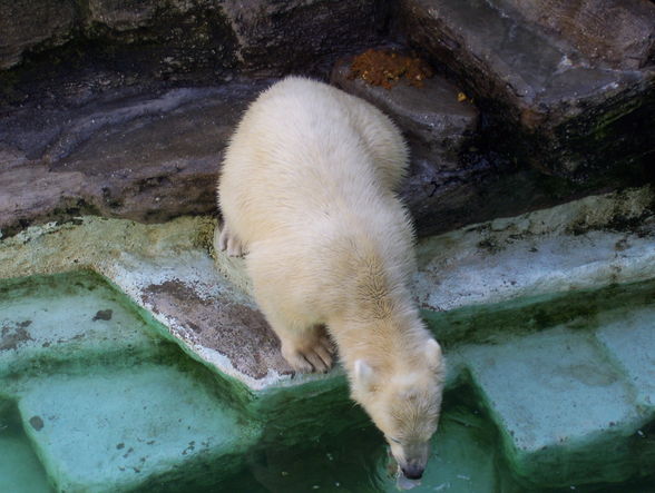 eisbär in sicht *gg* - 