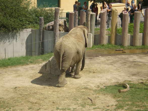 SCHÖNBRUNN (13.07.2008) - 