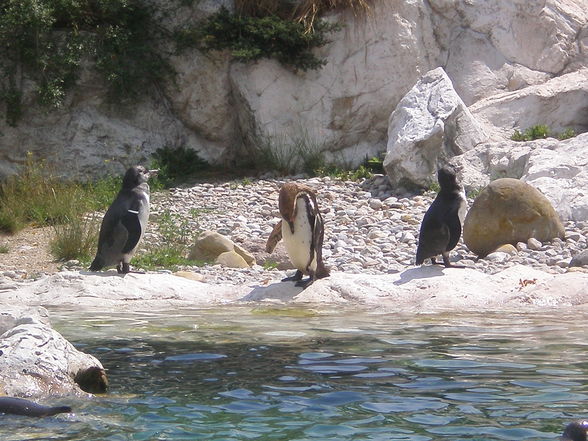 SCHÖNBRUNN (13.07.2008) - 