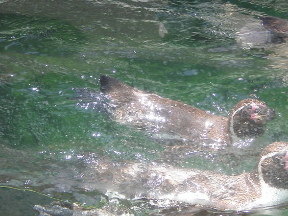 SCHÖNBRUNN (13.07.2008) - 