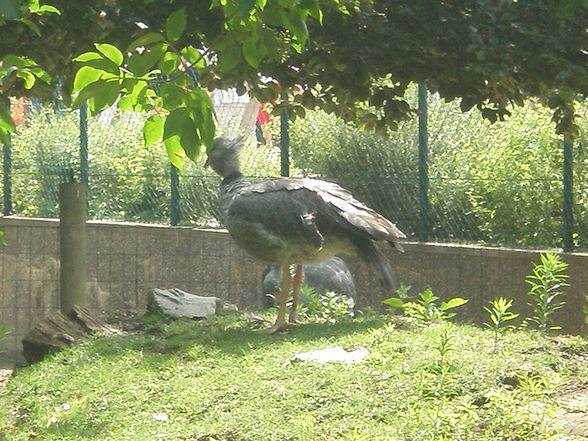 SCHÖNBRUNN (13.07.2008) - 