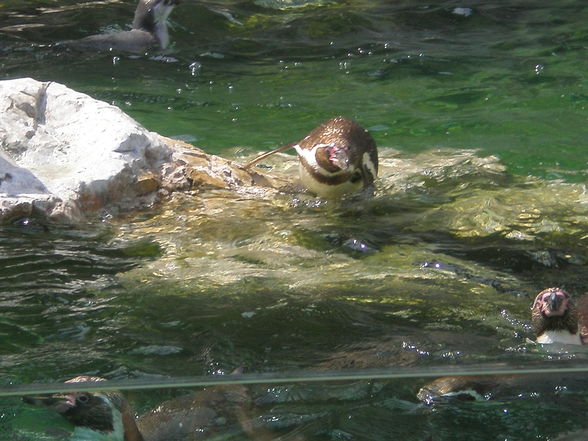 SCHÖNBRUNN (13.07.2008) - 