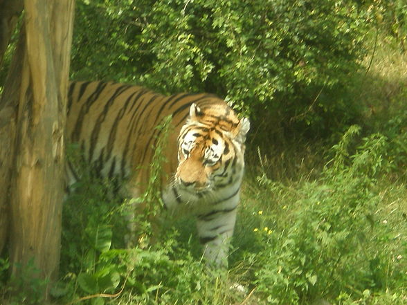 SCHÖNBRUNN (13.07.2008) - 