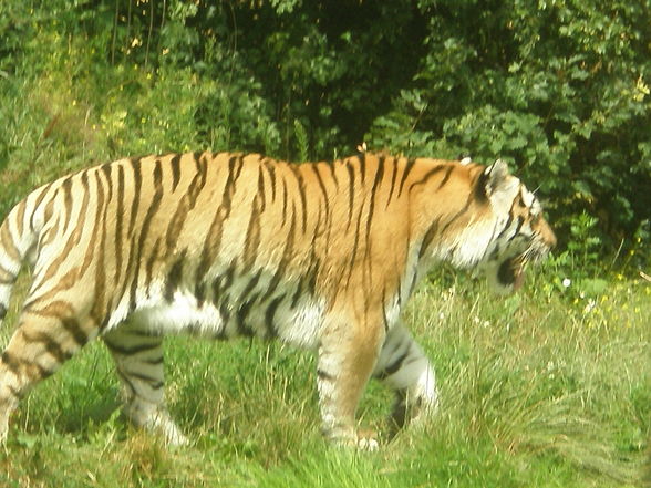 SCHÖNBRUNN (13.07.2008) - 