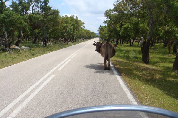 Sardinien Bike Tour 2008 - 