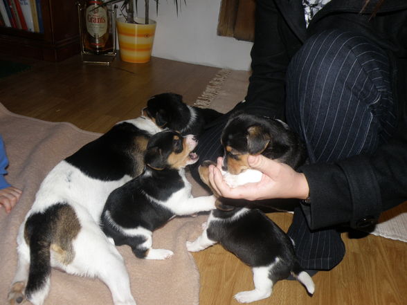 Unser Hundebaby - 