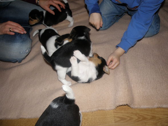 Unser Hundebaby - 