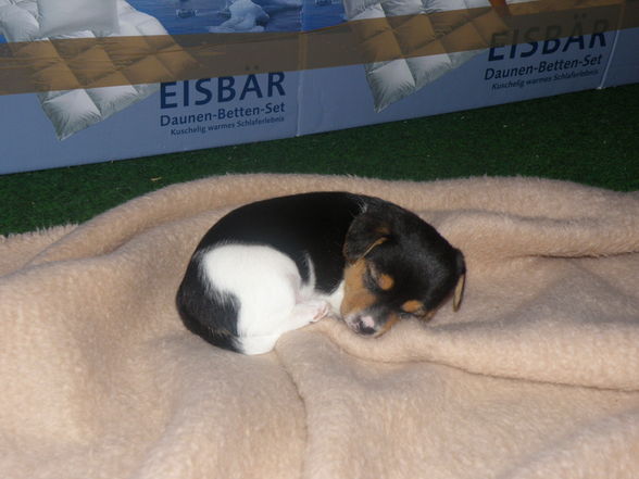 Unser Hundebaby - 