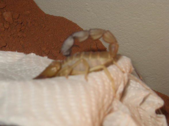 A. australis - 