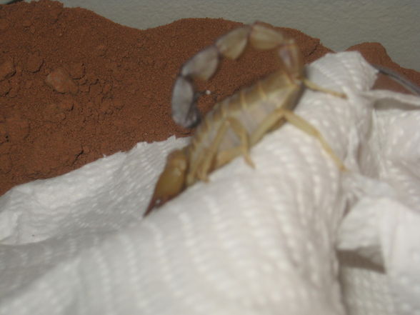A. australis - 