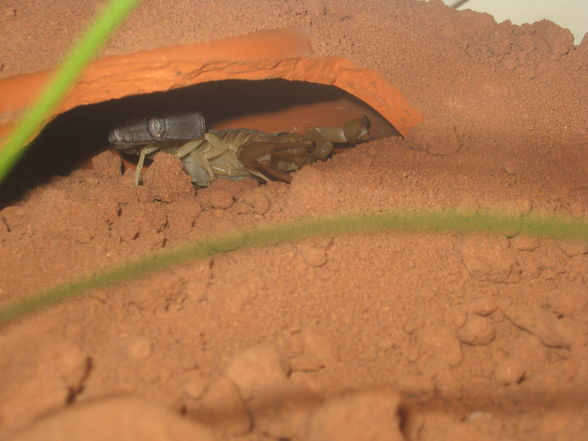 A. australis - 