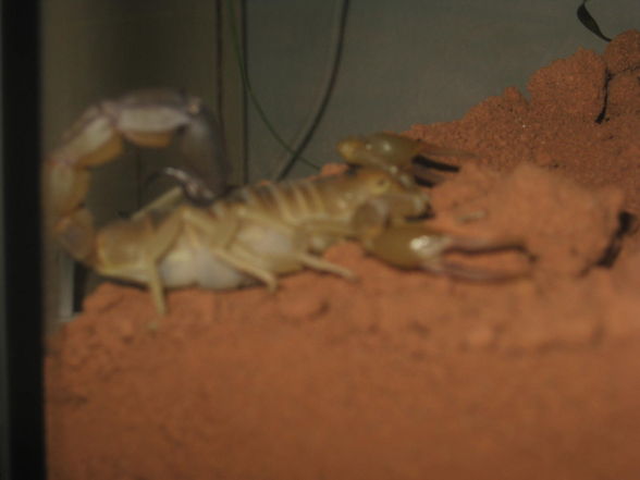A. australis - 