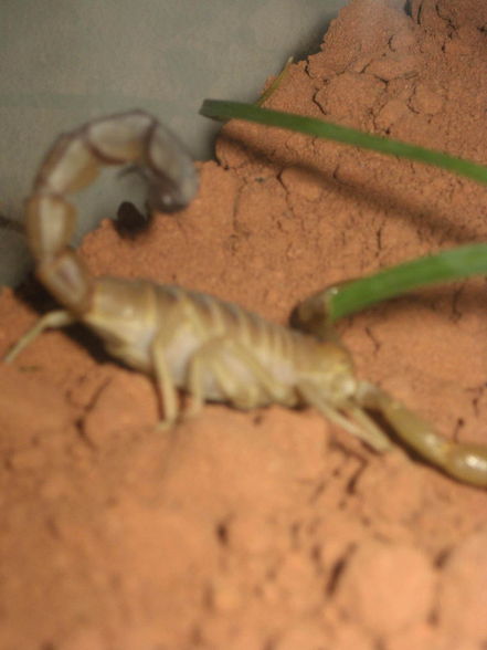 A. australis - 