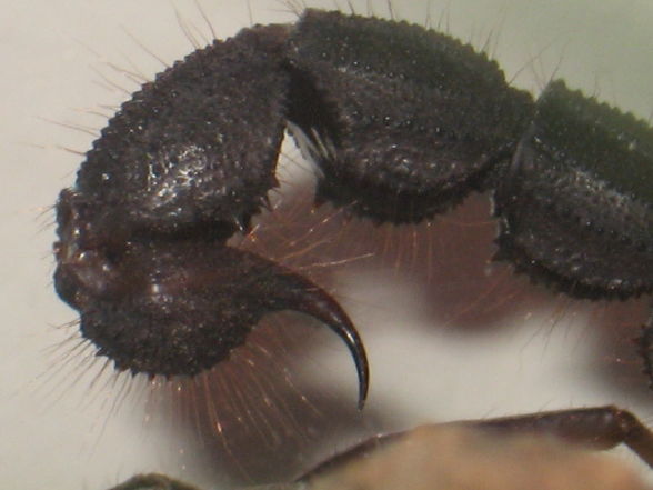 P.transvaalicus - 