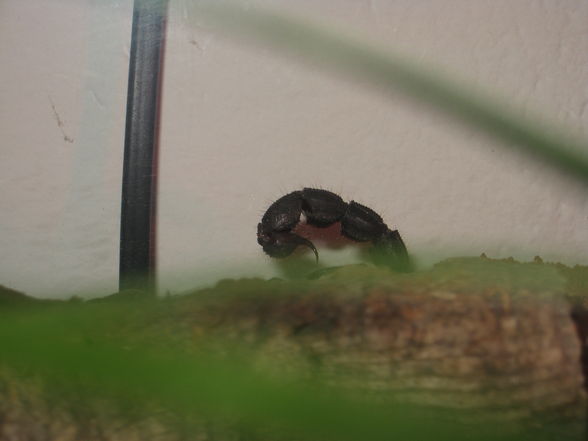 P.transvaalicus - 