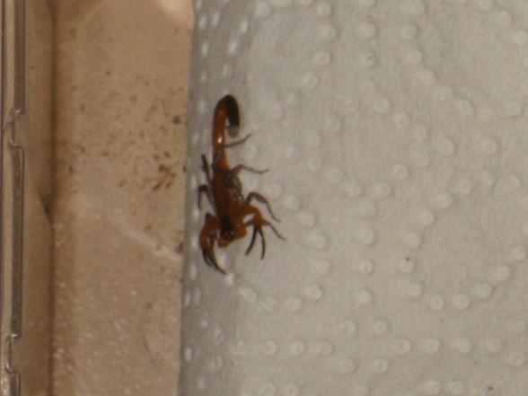 Rhopalurus junceus 0.0.5 - 