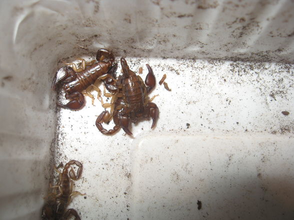 Euscorpius tergestinus 2.9 Adult - 