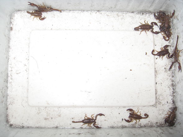 Euscorpius tergestinus 2.9 Adult - 