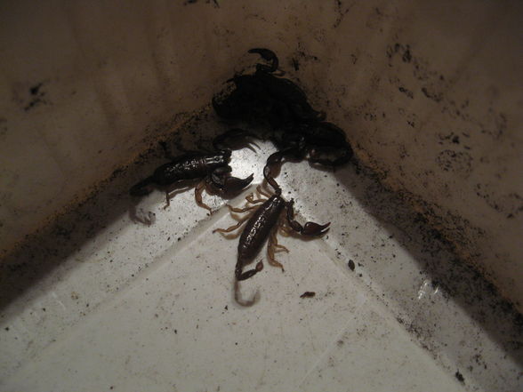 Euscorpius tergestinus 2.9 Adult - 