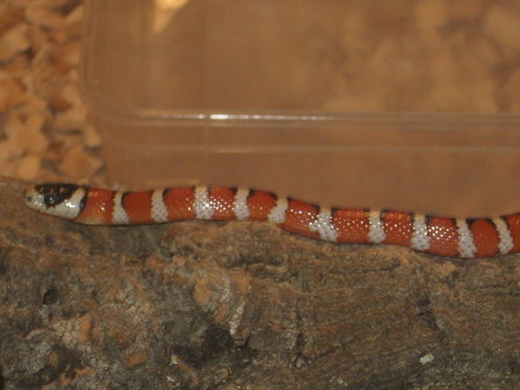 Lampropeltis pyromelana pyromelana - 