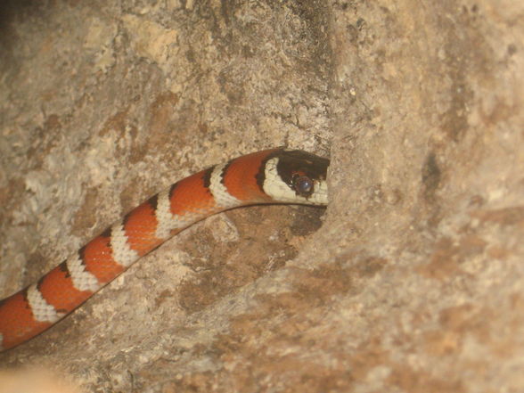 Lampropeltis pyromelana pyromelana - 