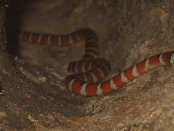 Lampropeltis pyromelana pyromelana - 