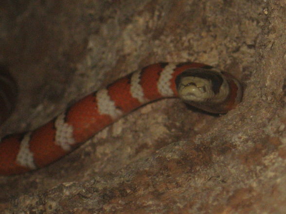 Lampropeltis pyromelana pyromelana - 