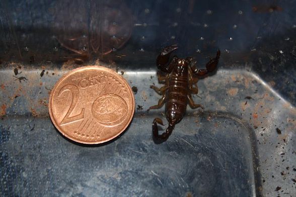 Euscorpius tergestinus 2.9 Adult - 