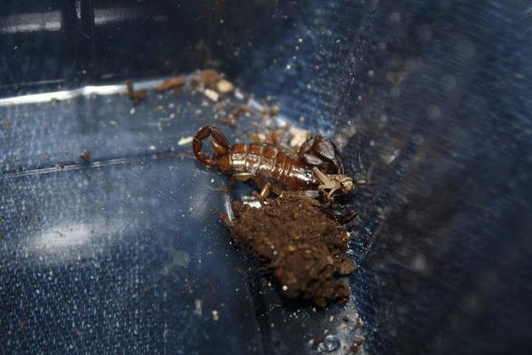 Euscorpius tergestinus 2.9 Adult - 