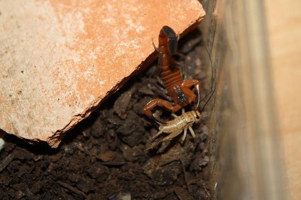 Rhopalurus junceus 0.0.5 - 