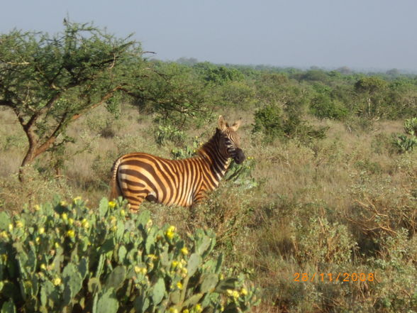 Kenia - 2008 - 