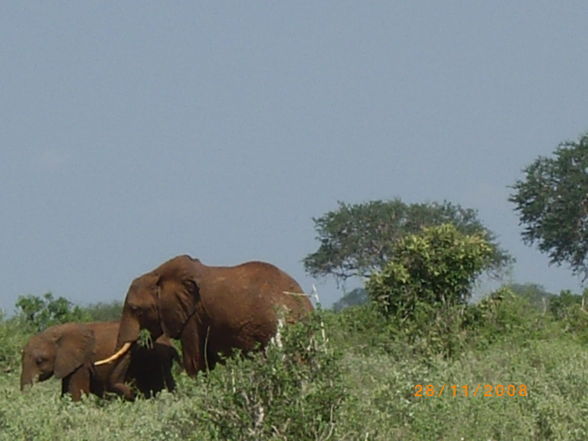 Kenia - 2008 - 