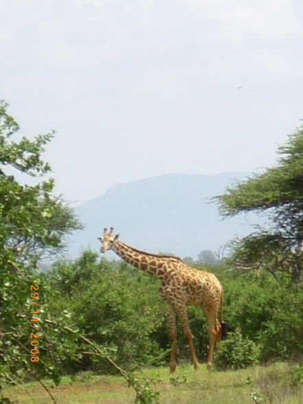 Kenia - 2008 - 